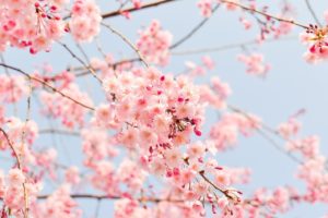 cherry blossom tree, pink, flowers-1225186.jpg