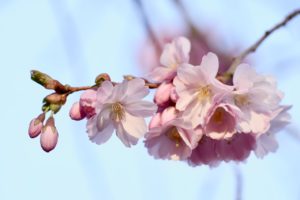 cherry blossoms, pink flowers, ornamental cherry-7095519.jpg
