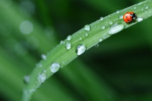 raindrops, sheets, ladybug-574971.jpg