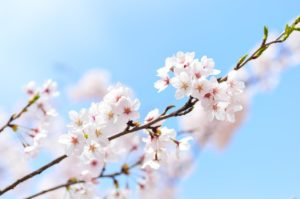 flowers, cherry blossoms, spring-2218771.jpg