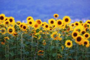 sunflowers, sunflower field, flower-3550690.jpg