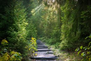 forest, trail, sunbeams-