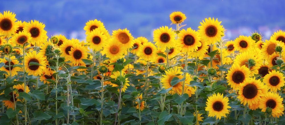 sunflowers, sunflower field, flower-3550690.jpg